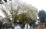 Hà Nội đẹp lạ lùng trong màu trắng hoa sưa
